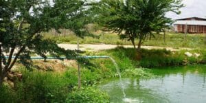 A river with tress and grass