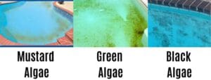 Comparison of mustard, green, and black algae in swimming pools, illustrating the distinct colors and growth patterns of each type.