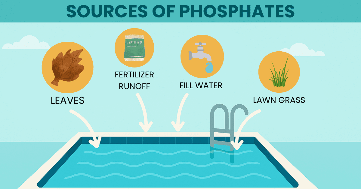 Infographic of phosphate sources in swimming pools including leaves, fertilizer, tap water, and lawn grass